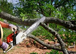 Best Tree Health Inspection  in Moorefield, WV