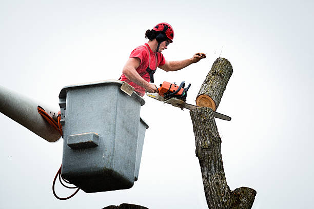 Best Stump Grinding and Removal  in Moorefield, WV