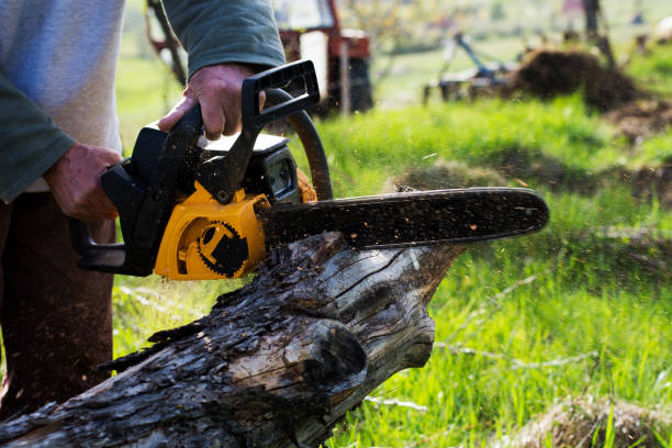 How Our Tree Care Process Works  in  Moorefield, WV